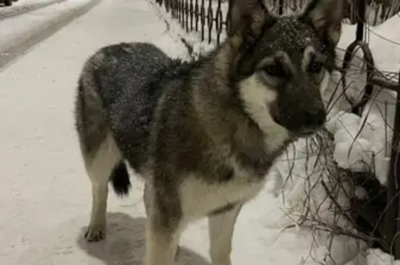 Найдена собака, Казань, фото: Собака найдена: пр. Победы 34, Казань