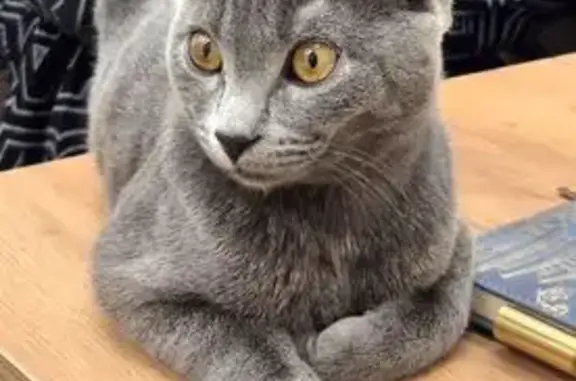 Найдена кошка, Чебоксары, фото: Найден котенок на Промышленной 10а