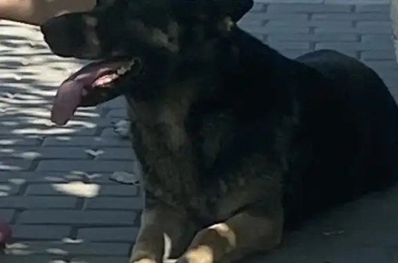 Собаки потеряшки, Валуйки, фото: Потеряшка овчарка, Валуйки, Объезд г.