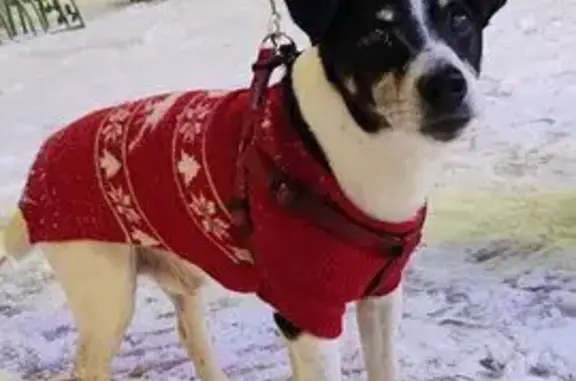 Найдена собака, Москва, фото: Найдена собака, ул. Гурьянова 83А, Москва