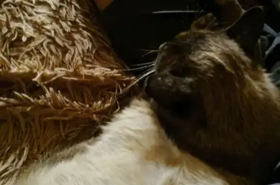 Пропала сиамская кошка, Выгоничи, Брянск