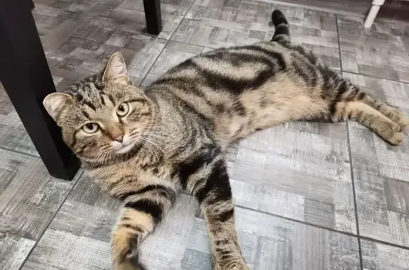 Пропала кошка Лёва, 70К-360, Шахтёрское