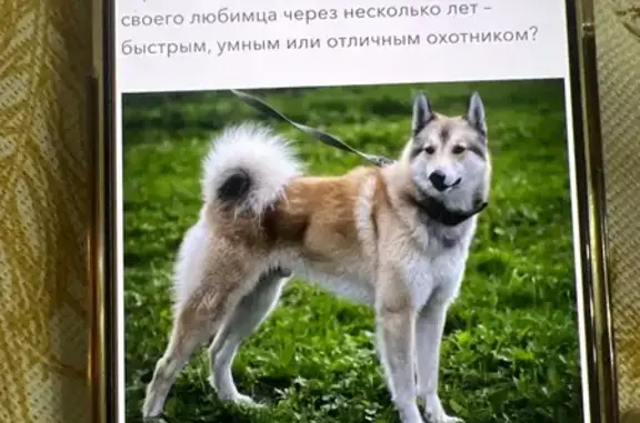 Пропала собака в Сукко, Краснодарский край