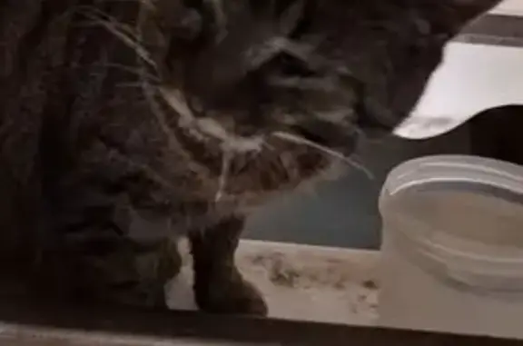 Пропала кошка, пл. Добровольского, Ростов