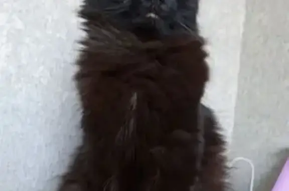 Пропала чёрная кошка, ул. Полевая, Трудобеликовский