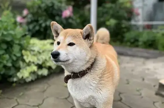 Пропала собака на ул. Дундича, 22