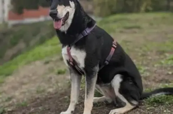 Пропала собака, Казань, пр. Камалеева, 1