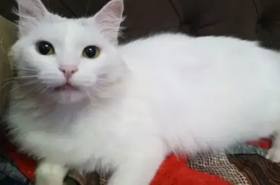 Пропала кошка Сасиса, Красноармейская 160