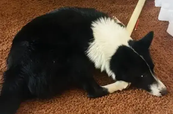 Найдена собака, Калининград, фото: Собака найдена: Интернациональная, 16