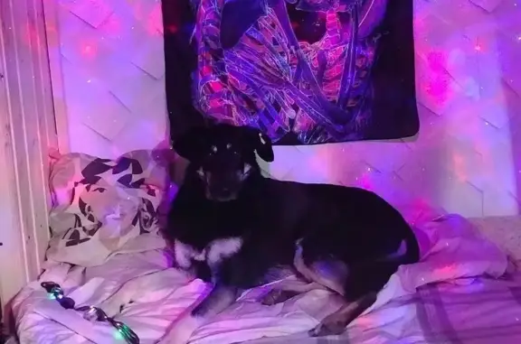 Пропала собака, Набережные Челны, 9/41