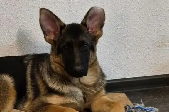 Пропала собака, Амундсена 50, Екатеринбург