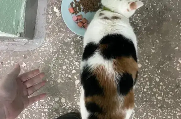 Поиск домашних животных, фото: Кошка найдена: ул. Василевского, 9 к2