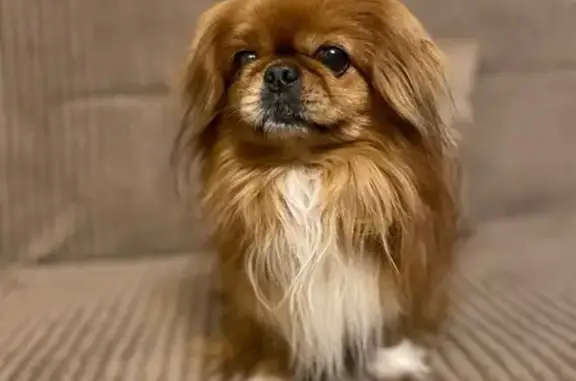 Пропала собака, 2-я Набережная, 73, Ю-Сах.