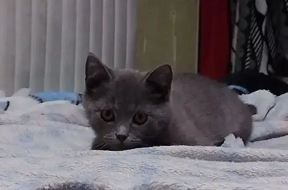 Пропала кошка, ул. Пушкина, 10, Тула