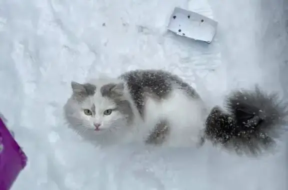 Найдена кошка, Кемерово, фото: Кот найден, ул. Суворова 3А, Кемерово
