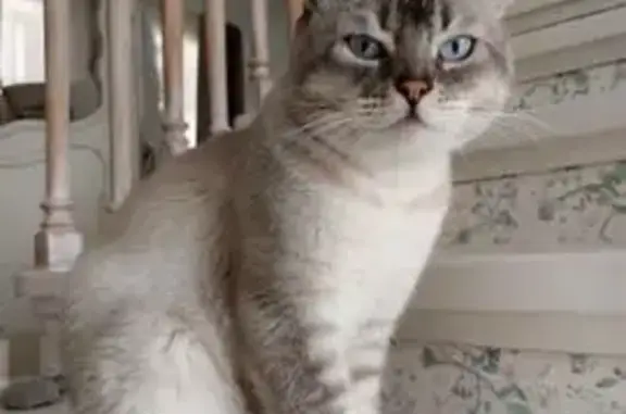 Потерянные животные Екатеринбург, фото: Пропал кот, Малогородская 2, Екатеринбург