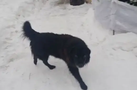 Пропала собака в Кукуштане, Пермский край