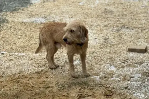 Найдена собака, Воронеж, фото: Пропала кошка Кира, Лесная ул., Воронеж