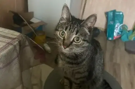 Пропала кошка, 32-я Северная, 31, Омск