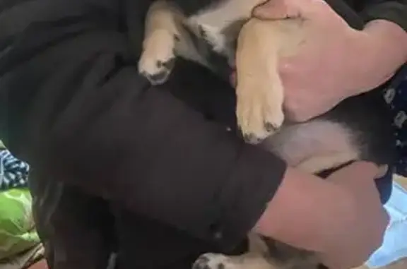 Найдена собака, Омск, фото: Собака найдена, ул. Товстухо 1, Омск