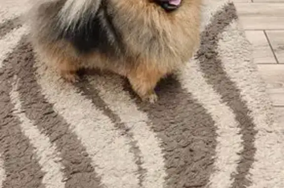 Найдена собака, Саратов, фото: Шпиц найден на Рахова, 77, Саратов