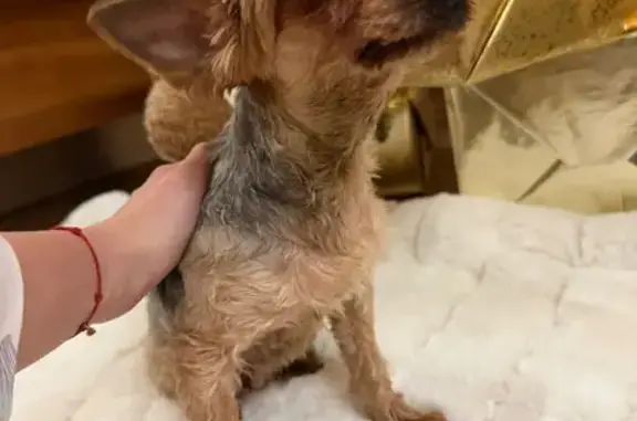 Найдена собака, Всеволожск, фото: Йорк найден: Торговый проспект, Всеволожск