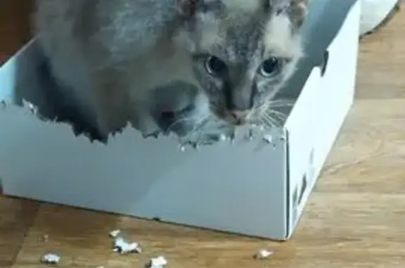 Пропала кошка, Цветочная ул., 50В