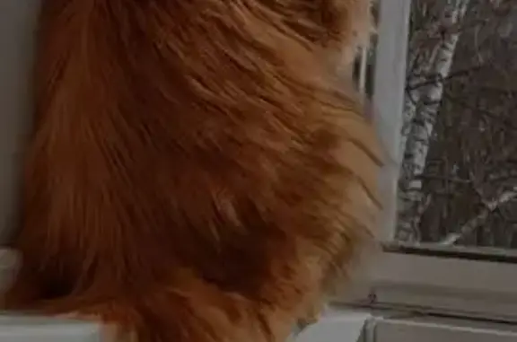 Потерянные животные Екатеринбург, фото: Пропал кот Симба, ул. Бардина, Екатеринбург