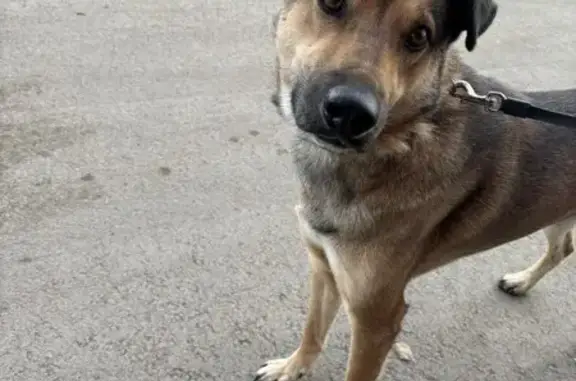 Пропала собака, Красная ул. 18, Магнитогорск