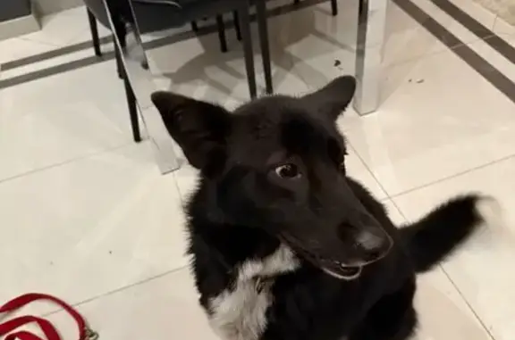 Найдена собака, Лапино, фото: Найдена собака в Лапино, МО