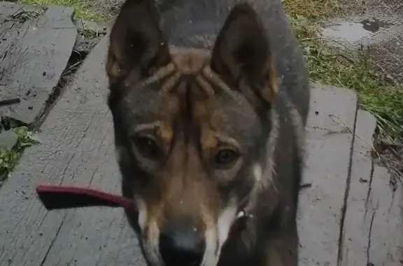 Пропала собака, Ростовская ул. 24, Бийск