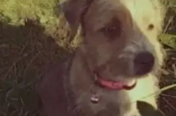 Пропала собака, Пронск, Рязанская обл.