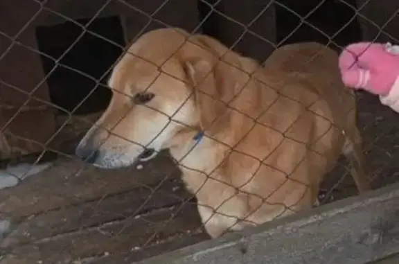 Пропала собака, Паново, Нижегородская обл.