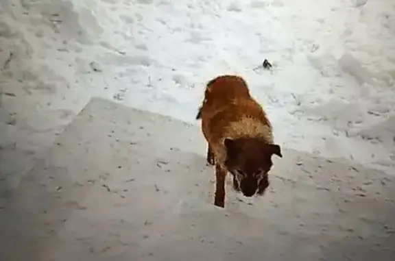 Пропал рыжий пёс, Советская 155, Киров