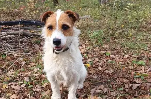 Пропала собака на ул. Чайковского, Новороссийск