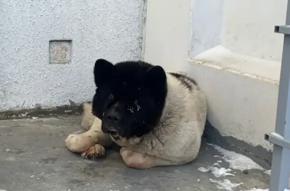 Найдена собака, Челябинск, фото: Найдена собака, Челябинск, ул. Кузнецова 2А