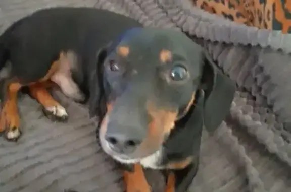 Пропала такса, ул. Стаханова 28Б, Липецк