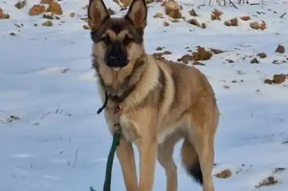 Найдена собака, Михнево, фото: Собака найдена в Михнево, проезд Энергетиков