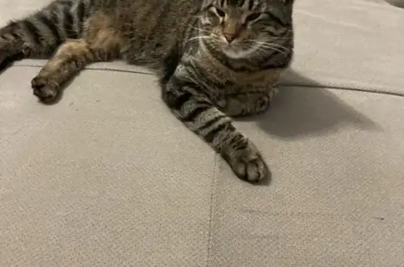 Найдена кошка, Калининград, фото: Найдена кошка, ул. Емельянова, 218