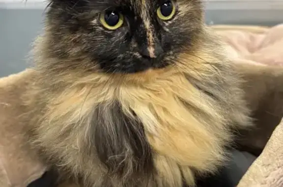 Пропала кошка Мася, Ленинский проспект, СПб