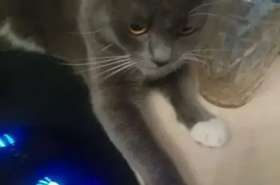 Пропала кошка, ул. Соболева, 82, Смоленск