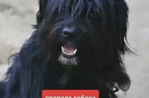 Пропала собака в Туле, Тульская область