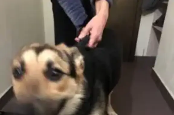 Найдена собака, Верхняя Пышма, фото: Собака найдена: ул. Козицына, 8, Верх. Пышма