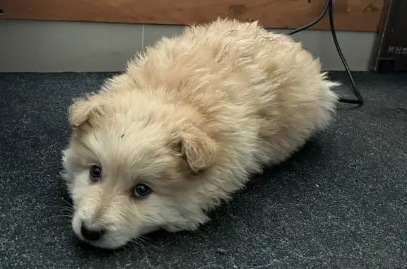 Найдена собака, Чернянка, фото: Собака найдена: ул. Революции, Чернянка