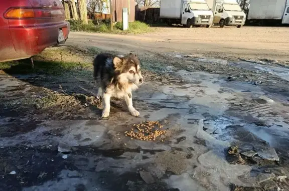 Найдена собака, Краснодар, фото: Найдена собака, ул. Фурманова 1, Краснодар