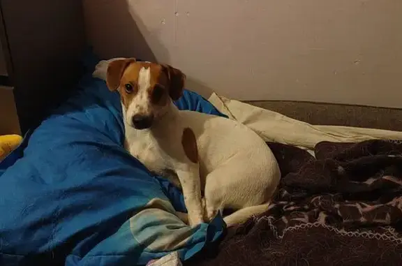 Поиск домашних животных, фото: Собака найдена, Авангардная 14А с2