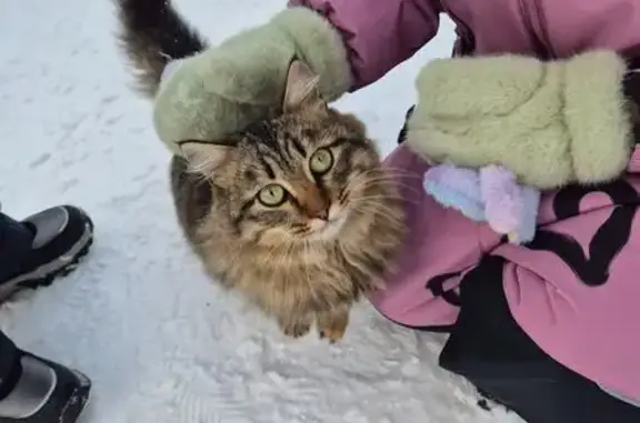 Найдена кошка, Ижевск, фото: Кошка найдена на Выставочном пер., 1А