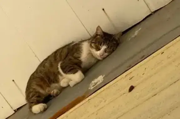 Найдена кошка, Сочи, фото: Красивая кошка найдена в Сочи, Чернышевского 11/2