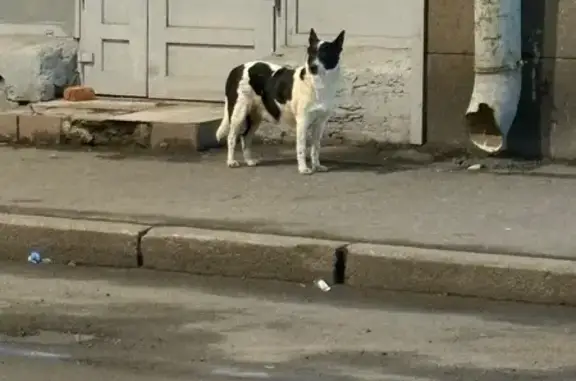 Найдена собака, Санкт-Петербург, фото: Собака найдена: Новгородская ул. 6, СПб