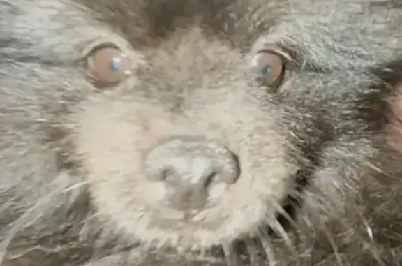 Пропала собака, Битца, МО